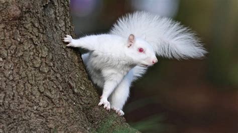Albino Squirrel
