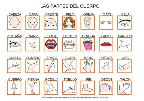 The Complete Answer Key For The Las Partes Del Cuerpo Worksheet