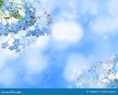 Blue Forget Me Not Flowers Background Stock Image Image Of Forget