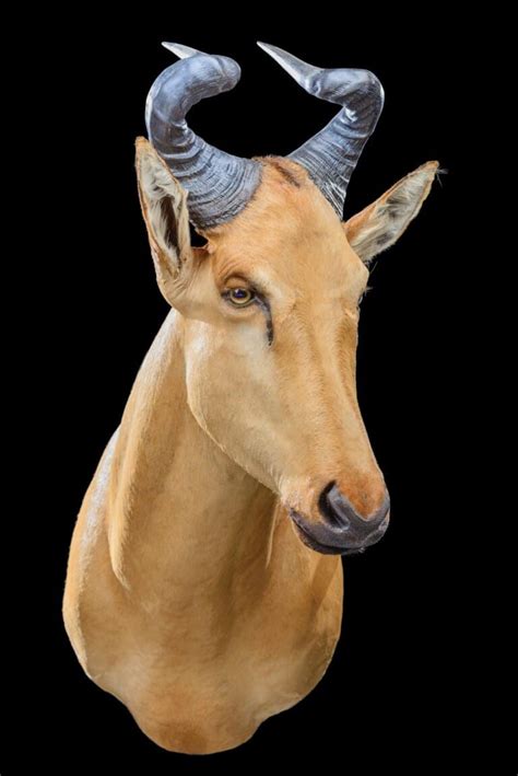 Hartebeest Taxidermy South Africa Get Hartebeest Trophy Quote