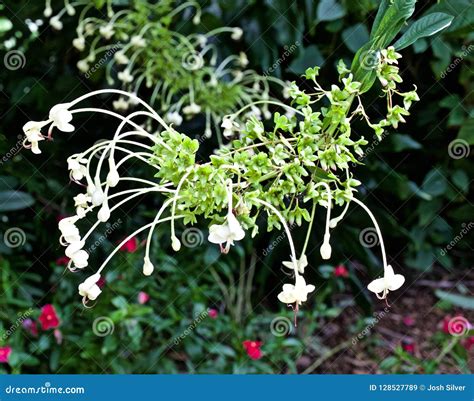 White Flowers Hanging Down Stock Image Image Of Tropical 128527789