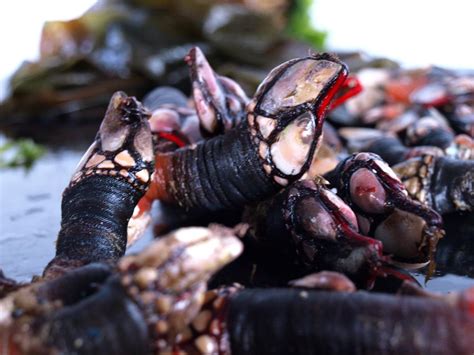 La Captura De Percebes Un Oficio Heroico En Mariscoriasbajas Blog