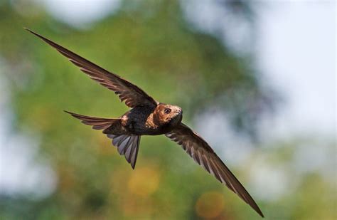 The Common Swift Is No Longer the Fastest-Flying Animal | Audubon