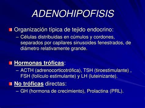 Ppt Sistema Endocrino Powerpoint Presentation Free Download Id 4961505