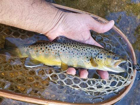 tenkara-fisher: What I've Learned About Tenkara
