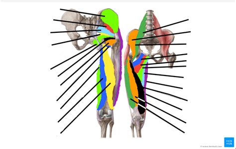 Hip Muscles Diagram | Quizlet