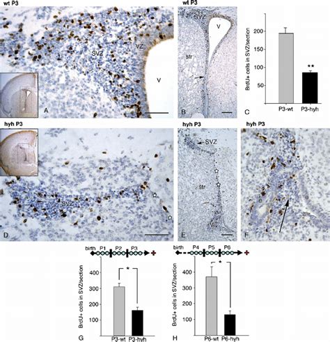 Proliferative Activity In The Subventricular Zone Svz In Wild Type