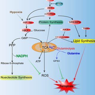 Simplified Diagram Of Altered Glucose Lipid And Glutamine Metabolism