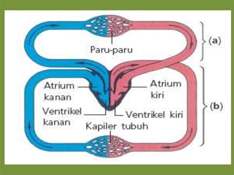 Sistem Peredaran Darah Vertebrata