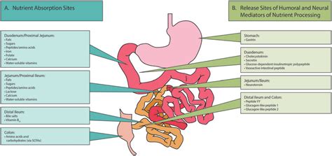 Pathophysiology Of Short Bowel Syndrome Tappenden 2014 Journal Of