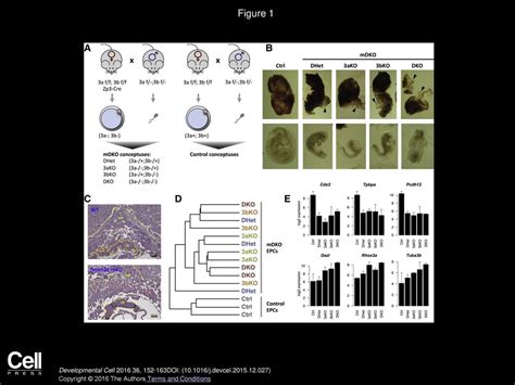 Maternal Dna Methylation Regulates Early Trophoblast Development Ppt