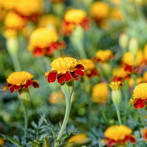 Marigold French Tiger Eyes Seeds The Seed Collection