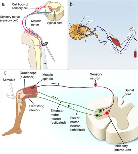 Interneuron Motor Neuron Sensory Neuron