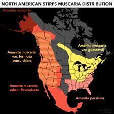 Is The Amanita Muscaria Mushroom A Drug Amanita Info