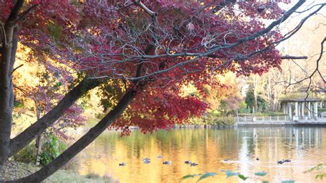 宇都宮市の栃木県中央公園でメタセコイアが紅葉 写真を撮る来園者も多数 きたかんナビ