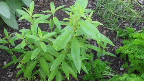 How To Successfully Plant Lemon Verbena The Smarter Gardener