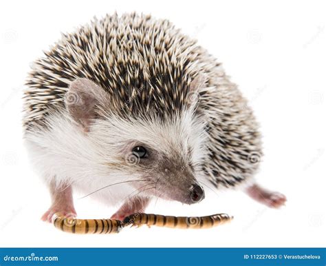 Four-toed Hedgehog African Pygmy Hedgehog Stock Image - Image of breed ...