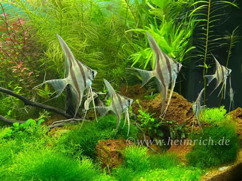 Altum Skalar Spec Rio Inirida Small Wfnz Pterophyllum Altum