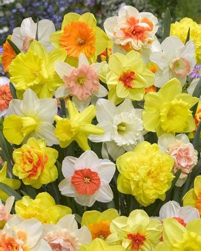 Daffodil Naturalizing Landscapers Mix Spring Garden Flowers