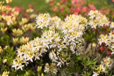 Yellow Flowers Of Azalea Stock Photo Image Of Luteum 183021318