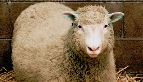 20 years after Dolly, what have we learned about cloning? - CBS News