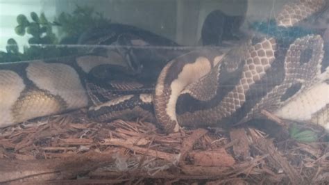 How To Breed Ball Pythons On The Road Traveling In My Tiny Camper