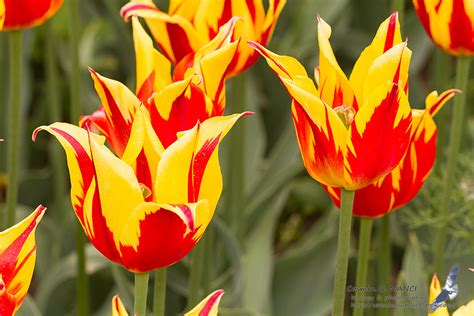 botany, in Romania but not only » Tulipa x gesneriana L.