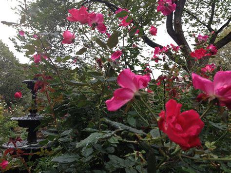 Do Roses Still Bloom In August at Bennie Morris blog