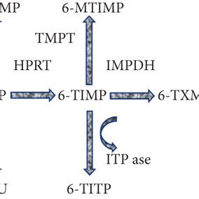 Azathioprine metabolism. AZA: azathioprine; HPRT: hypoxanthine... | Download Scientific Diagram