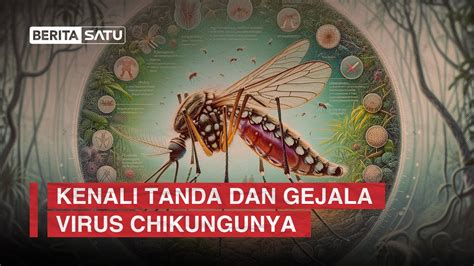 Kenali Tanda Dan Gejala Virus Chikungunya Youtube