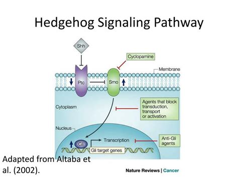 Hedgehog Signaling Pathway