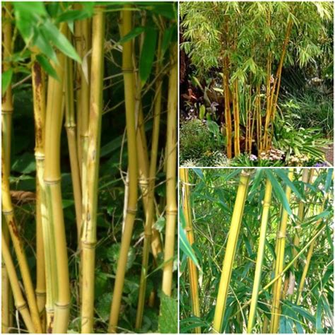 10 Pcs Bamboo Seeds Fast Growing Privacy Bamboo Seeds Black Etsy