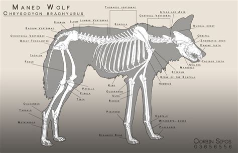 Maned Wolf Anatomy Maned Wolf Dog Anatomy Wolf Skull