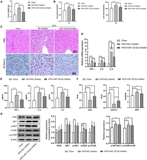 Frontiers Microrna 122 5p Inhibition Improves Inflammation And