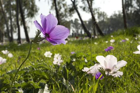 Israel National Flowers