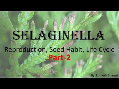 Selaginella Reproduction Seed Habit And Life Cycle YouTube