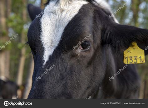 Holstein Cow Face