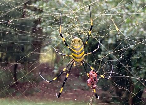 Joro Spider Is Spreading Across The Eastern United States This Spring