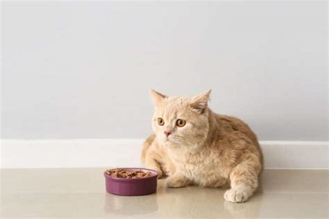 10 Best Wet Cat Foods In The Uk In 2025 Reviews And Top Picks Catster