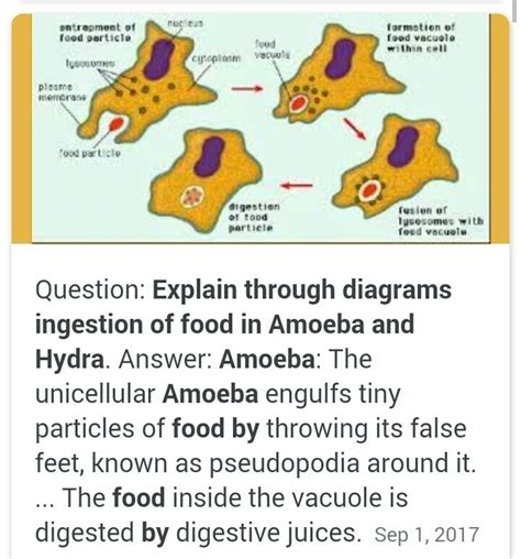 How Does Amoeba Capture Its Food