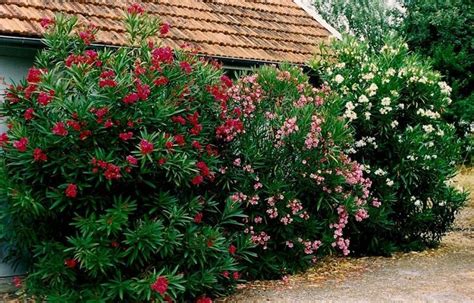 Laurel De Parque Nerium Oleander Arbustos Para Cercos Laurel De