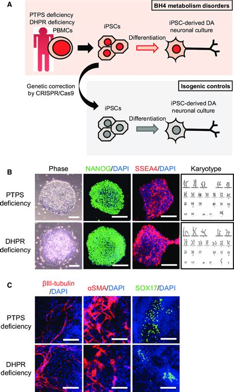 Generation And Characterization Of Bh Metabolism Disorder Ipscs A