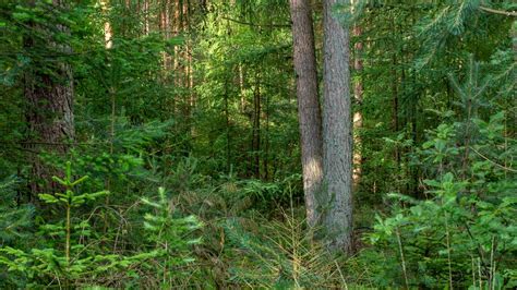 Bosbeheer Toen Nu En Straks