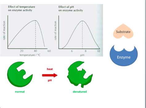 Shell Topic 5 Enzymes Digestive Enzymes Diagram Quizlet