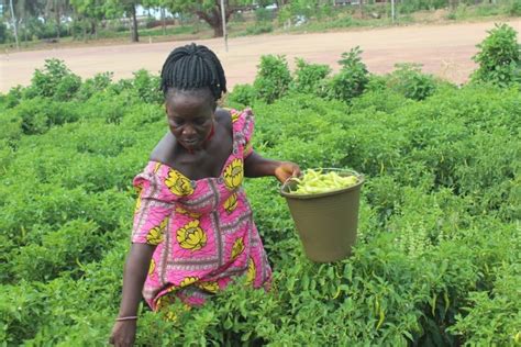 FOCUS SUR LA FILIERE PIMENT AU TOGO Ministère de lagriculture de l