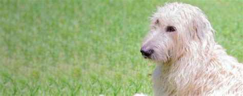 Irish Wolfhound Poodle Mix Wolfadoodle : Selah The Irish Wolfhound ...