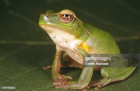 311 Australian Green Tree Frog Stock Photos High Res Pictures And