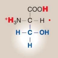 Unit Ii Biochem Amino Acid Flashcards Quizlet