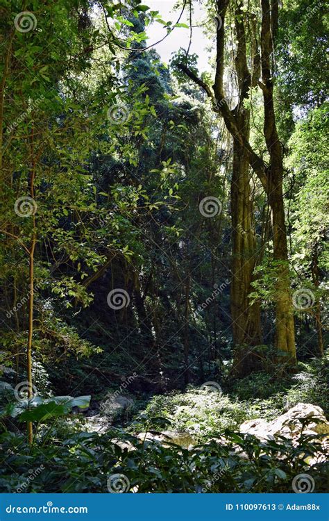 Rbol Enorme De La Selva Tropical En El Parque Nacional De Bunya Imagen