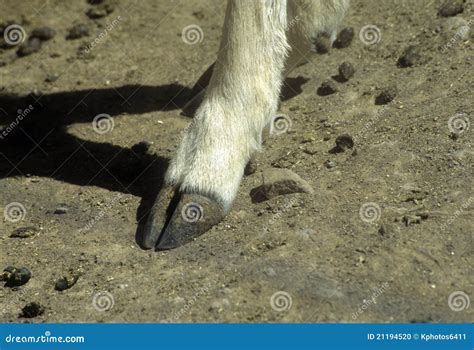 Deer hoof stock photo. Image of ground, animal, forward - 21194520